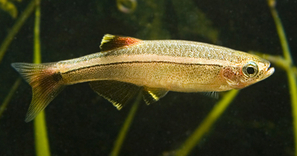 Tanichthys albonubes