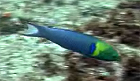 Thalasoma Amblycephalus
