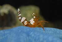 Thor amboinensis