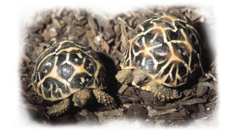 Tortue étoilée d’Inde sur JBL TerraBark