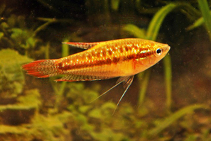 Trichopsis pumila