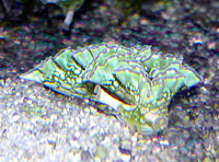 Tridachia Crispata