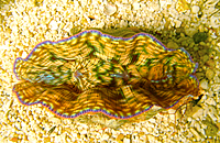 Benitier tridacna derasa