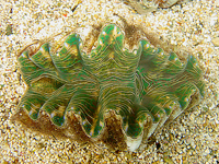 Benitier Tridacna hippopus