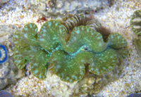 Benitier Tridacna squamosa