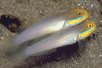 Valenciennea strigatta