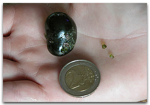 Algues bulles Valonia
