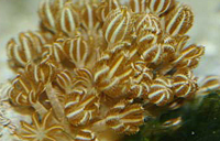  umbellata