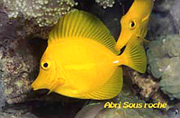 Zebrasoma flavescens