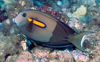 Acanthurus olivaceus 