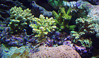 Acropora