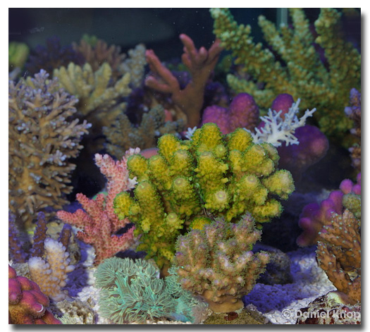 Bouture d'acropora