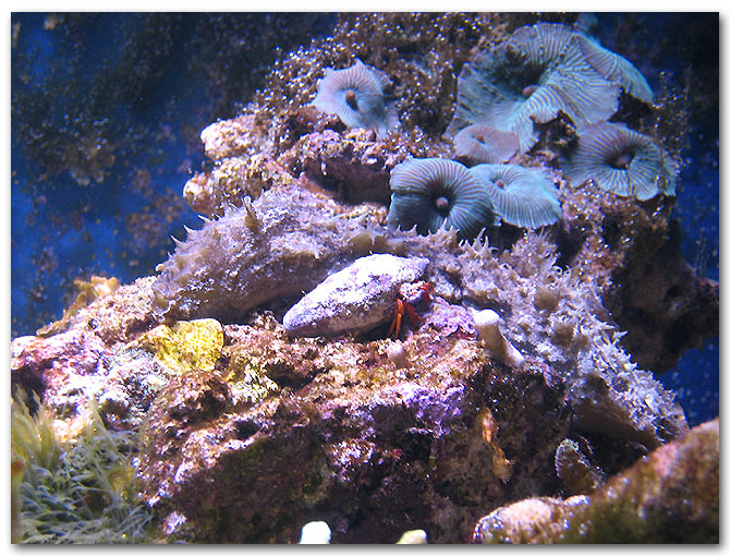 Un aquarium avec un probléme d'algue et une équipe de détritivores au travail