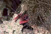 Alpheus armatus symbiose Bartolomea