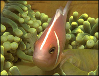 amphiprion perideraion