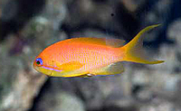 Anthias squamipinnis