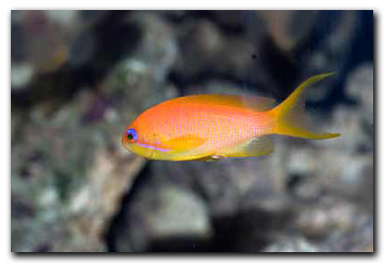 Anthias squamipinnis