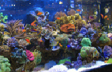 aquarium sur le stand H&S