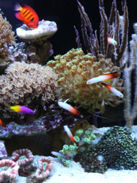 aquarium en eau de mer