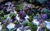 Arrivage acropora abri sous roche
