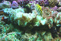 Catalaphilia
