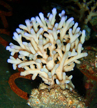 Acropora caroliniana purple tips