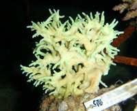 Acropora-cf-suharsonoi-thin-branches