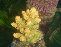 Acropora-digitifera-orange-tips