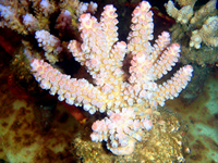 Acropora-digitifera-pink-tips