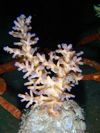 Acropora-echinata-(real)-blue-tips
