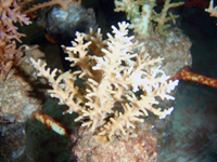 Acropora-echinata-(real)-blue-tips