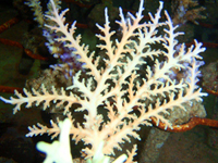 Acropora-echinata-(real)-blue-tips