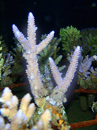 Acropora-formosa-purple