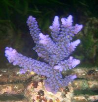 Acropora-hoeksemai