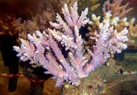 Acropora-horrida-pink