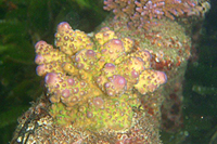 Acropora-humilis-purple-tips