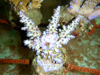 Acropora-longyciathus-blue