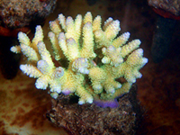 Acropora-millepora-lemon