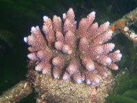 Acropora-millepora-pink-purple