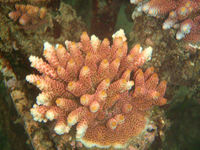 Acropora-millepora-red