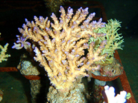 Acropora-plana-purple-tips