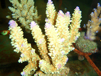 Acropora-secale-purple-tips