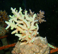 Acropora-suharsonoi-yellow