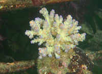 Acropora-tenuis-cream-with-blue-tips