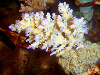 Acropora-tenuis-white-with-blue-tips