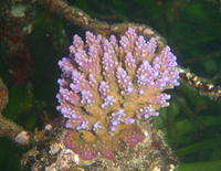Acropora-valida-lavender
