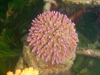 Aropora-delsawii-pink