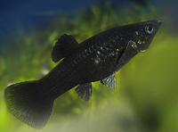 Poecilia sphenops Black molly