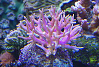 seriatopra hystrix