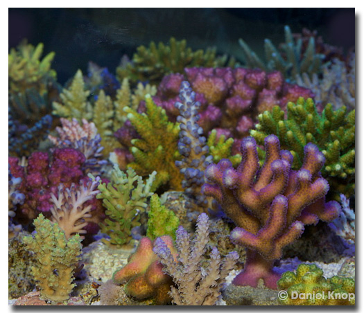 Aquarium de presentation de boutures de coraux sous zeolite